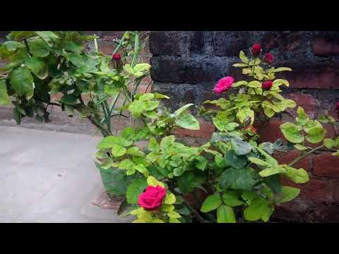 Rose Plant | #vlogs | #randomvideos
