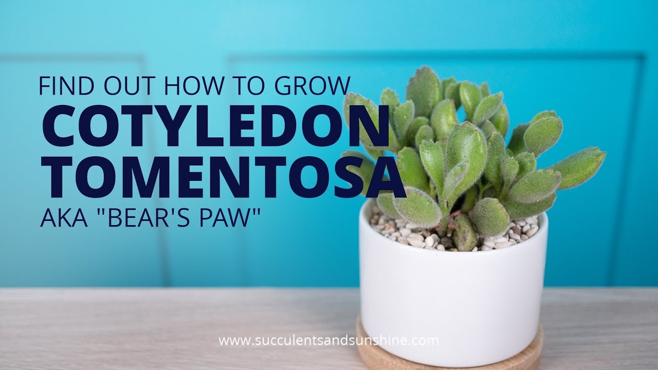 Cotyledon tomentosa | Succulents and Sunshine