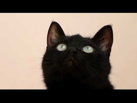 Cats   Free HD Videos   No Copyright Claim