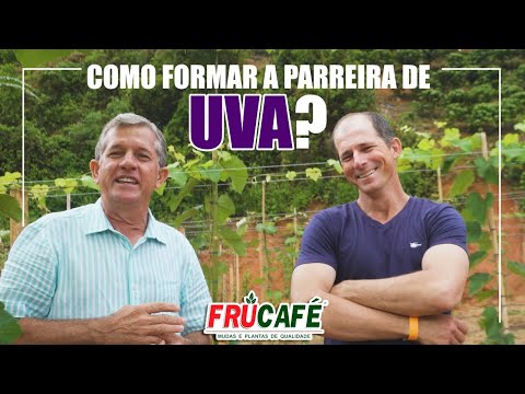 , title : 'Como Formar Parreira de UVA, Corretamente?'