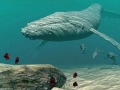 SONIDO CANTO DE BALLENAS. WHALES SONG. RELAX MEDITATION. 鲸的声音。鲸鱼之歌
