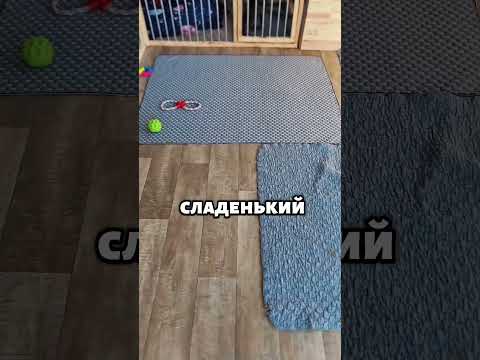 Маленькие щенки соскучились за одну ночь