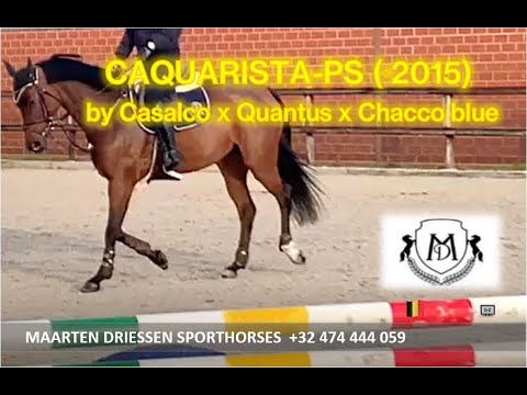 201017 CAQUARISTA (°2015) by Casalco x Quantus x Chacco blue