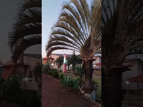 10/10/25, Lindoeste, PR.#turismo #viagem #parana #lindoeste