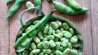 Sabias que las Propiedades y beneficios de las Habas no son lo mismo Frescas que Secas