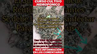 sistema hidroponico sistema hidropnico caseiro #shorts