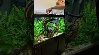 For everyone new to my page, who’s never kept Tiger Moray Eels