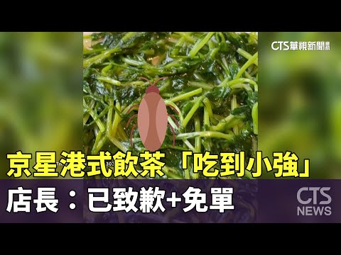 京星港式飲茶「吃到小強」　店長：已致歉+免單