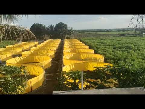 Pvc biofloc aquaculture tank, size: 2 dia