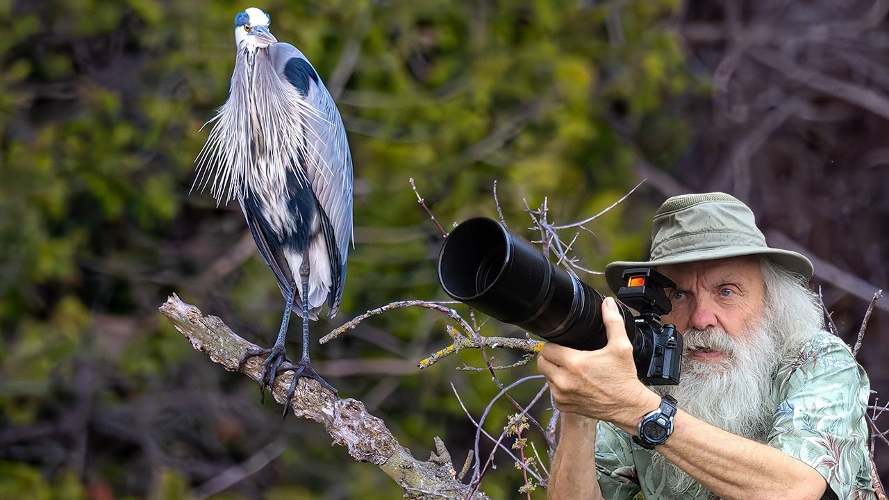Olympus EE-1 Red Dot Sight on OM-1 — Eagles, Herons, Geese and Osprey