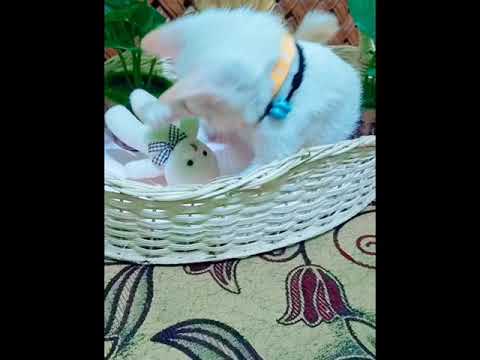 funny cat /kucing lucu/ cute cat