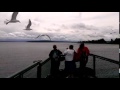 Seagull Frenzy