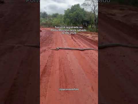 Sucuri é registrada no Porto Maringá em Marilena no Paraná - 12/09/2026