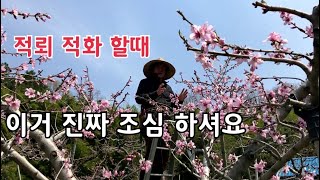 복숭아 재배 / 적뢰 적화할때 이것 반드시 조심 해야 합니다