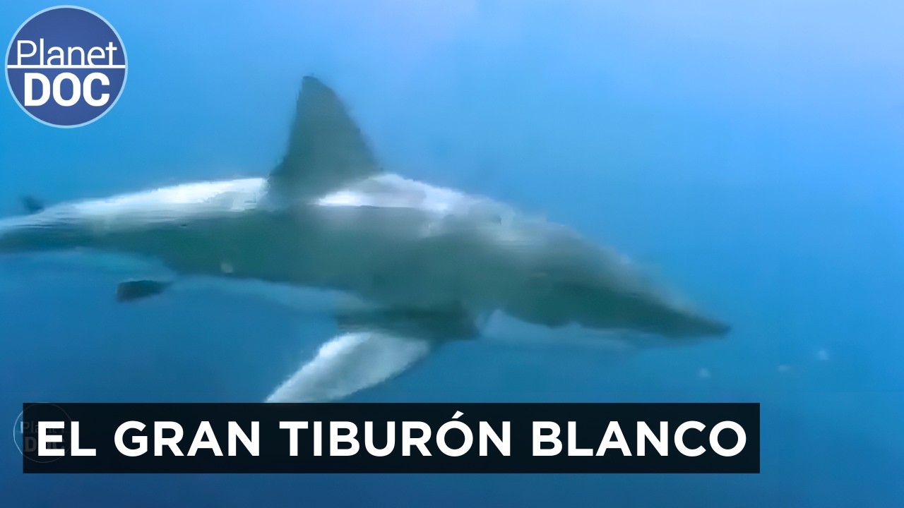 El Rey del Océano: Secretos del Tiburón Blanco en Australia | Planet Doc