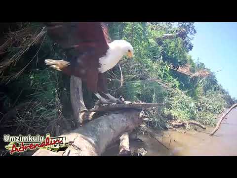 Fish eagles BUSTED on camera on the Umzimkulu Estuary in Port Shepstone