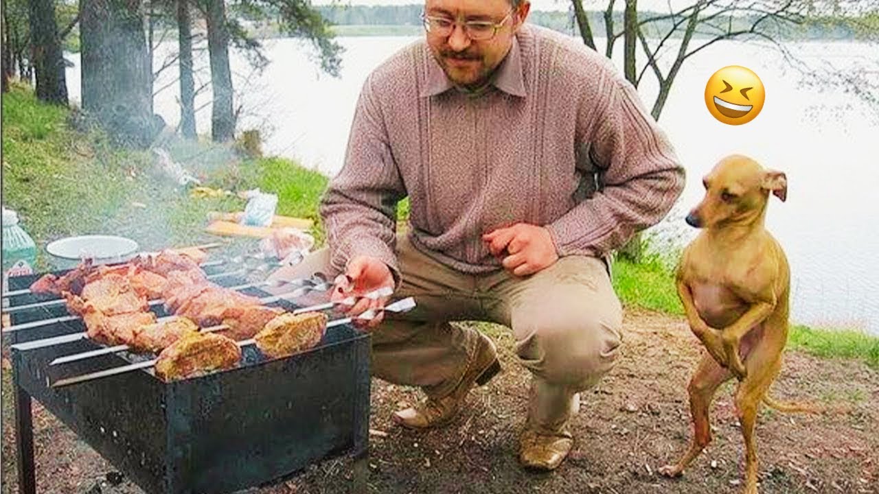 Funny DOGS are here to MAKE YOU LAUGH 🐶 Laugh Till You Cry With These Funny Animal Videos! #2