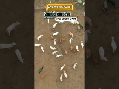 Fazenda produzindo em 3.307 Ha Livres em Bonópolis GO/ Dupla Aptidão #agro #shorts