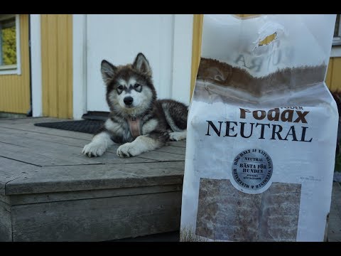 download lagu mp3 mp4 Best In Show Hundfoder, download lagu Best In Show Hundfoder gratis, unduh video klip Best In Show Hundfoder