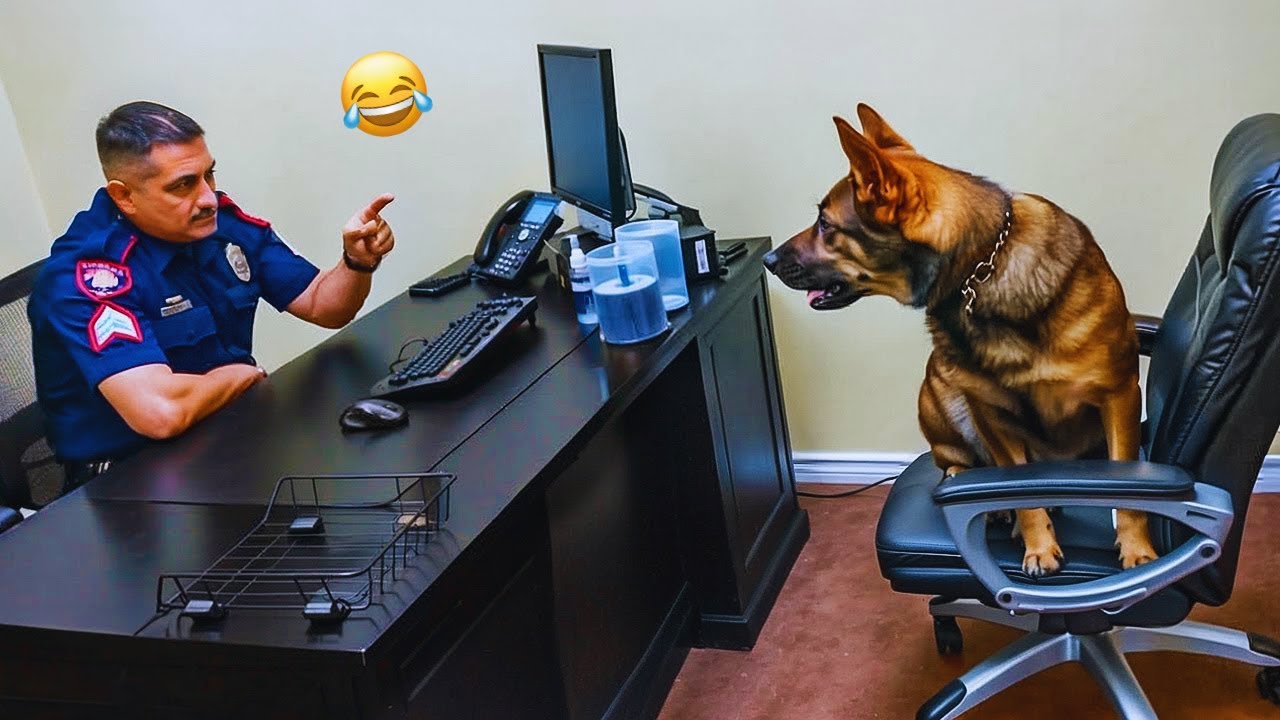 Funny DOGS are here to MAKE YOU LAUGH! 🐶 New Funny Animals 2024 #2