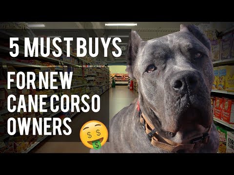 5 Items For New Cane Corso Owners - Living With a Cane Corso