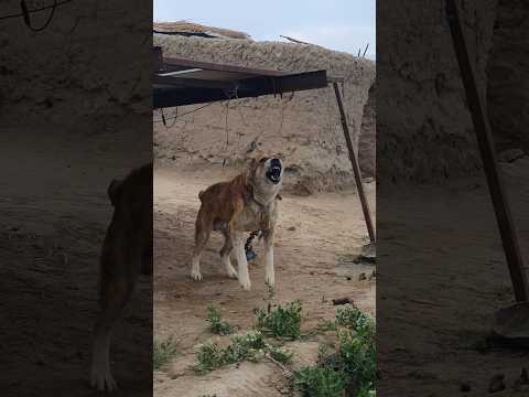 Dangerous Kochi Dog😱 #shortfeed #viralvideo #kochi #kangalshepherddog #kangal #dog #dogshorts