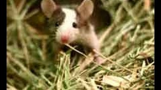 How Easily a Rat Can Wriggle Up Your Toilet