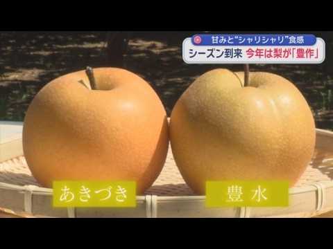 YouTube Video 毎日食べて残暑を乗り切ろう！　静岡県内で梨が豊作　しかも大きくて甘い　雨が適度に降ったのが原因か　