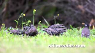 ホシムクドリの群れ(動画あり)