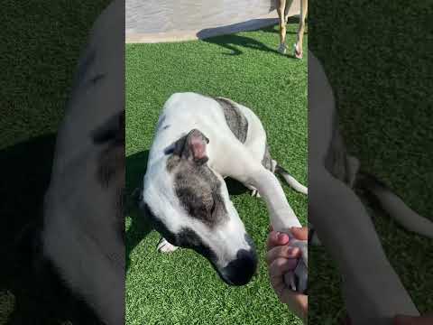 Pup Tart aka Ida, an adoptable Terrier Mix in Alexandria, VA_image-1