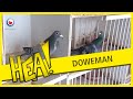 HEA! Zingende duivenman