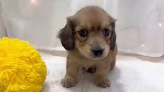 ミニチュアダックスの動画01