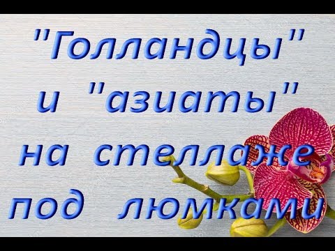 Обзор ОРХИДЕЙ на СТЕЛЛАЖЕ