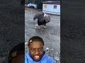 Bald Eagle CAUGHT On Camera Approaching Stranger #shorts