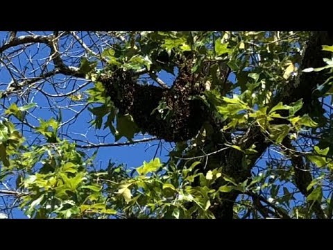 Largest Swarm I've Ever Seen - I Wouldn't Believe it if I Didn't See it