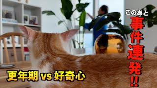 【HOME🏠ALONE】 夫と娘はドイツ🇩🇪でバケーション #国際ファミリー #海外移住 #猫のいる暮らし #猫のいる生活 #アブダビ #abudhabi