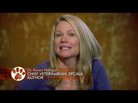 Cats 101 Maine coon ENG￼