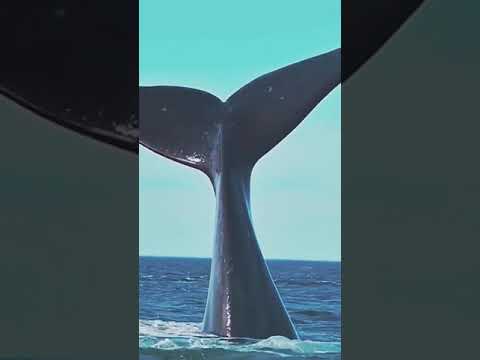 How fish play in the Atlantic Ocean #shorts #shortsfeed