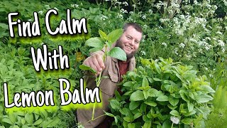 Find Calm With Lemon Balm 🌱 The Health Benefits, Anxiety Tea & History Of This Medicinal Plant