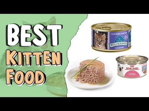 Best Kitten Food in 2021 | Do Kittens Need Wet and Dry Food ?