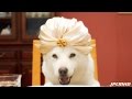 JAPANESE COMMERCIALS SPECIAL THE FAMOUS SOFTBANK DOG