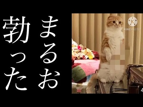 まるお！　おまとめ　todayなど10点 ヒカキン まるお」のYahoo!リアルタイム検索 - X（旧Twitter）を