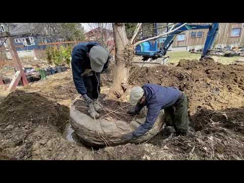 木製の庭の小屋のデザイン小屋のカスタム設計のパーソナライズされた外観デザイン