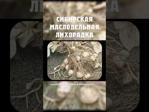 Сахарный завод в Сибири Сибирская маслодельная лихорадка Александр Балакшин Курган