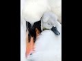 White Bird - It's a Beautiful Day Cover - Barry ...
