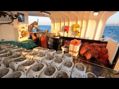 Commercial Fishing - A Day in the Life of a Commercial Whelk Fisherman | The Fish Locker
