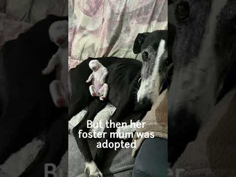 Rescued at a day old baking in the sun!