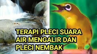 Download lagu terapi pleci suara air mengalir PLUS pleci nembak mempercepat pleci buka paruh. mp3