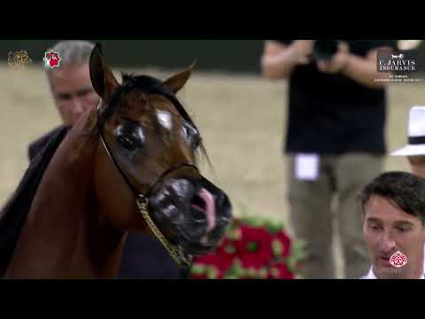 N 228 D SHEIMAZ   Al Shiraa International Arabian Horse Show 2023   Stallions 4+ Years Old Class 6B