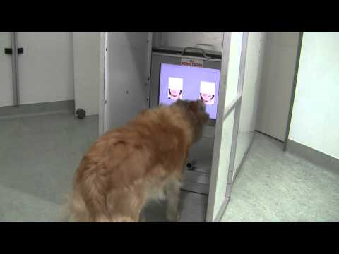 Vetmeduni Vienna: Touchscreen Clever Dog Lab Fröhlich vs. Traurig